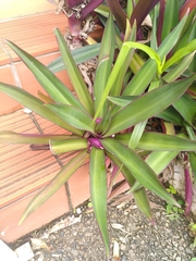 Tradescantia spathacea