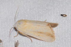 Pardoxia graellsii