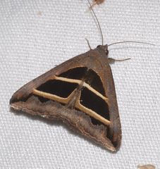 Grammodes bifasciata