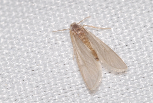 Acentria ephemerella