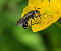 Lasioglossum