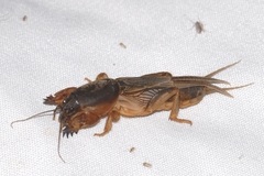 Gryllotalpa vineae