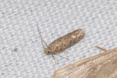 Scrobipalpa instabilella