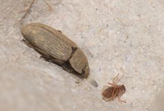 Gonocephalum rusticum