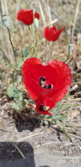 Papaver