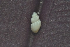 Onoba semicostata