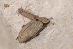 Gonocephalum rusticum