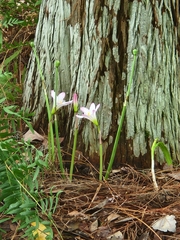 Zephyranthes robusta image