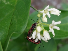 Tropidothorax leucopterus
