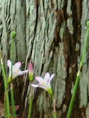 Zephyranthes robusta image