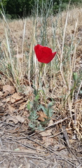 Papaver