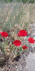 Papaver