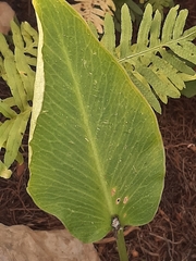 Arum pictum