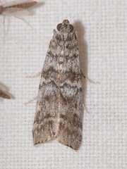 Dioryctria mendacella