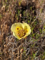 Calochortus superbus