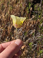Calochortus superbus