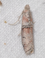 Merulempista turturella