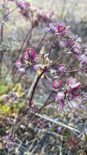 iNaturalist observation photo of woollyfruit desertparsley