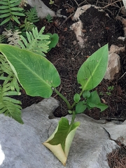 Arum pictum