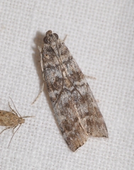 Dioryctria mendacella