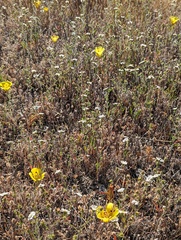 Calochortus superbus