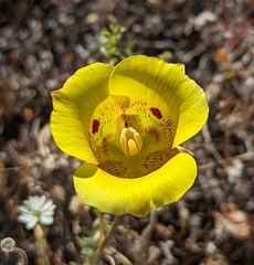 Calochortus superbus