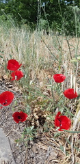 Papaver