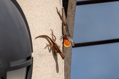 Anolis sagrei
