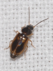 Acupalpus maculatus