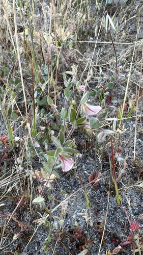 iNaturalist observation photo of Spanish clover