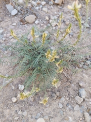 Onobrychis saxatilis