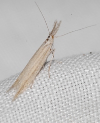 Megacraspedus lanceolellus