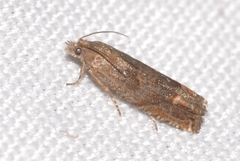 Eucosma fervidana