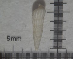 Turbonilla lactea