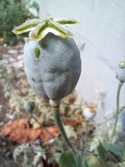 Papaver somniferum