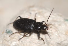 Agonum permoestum