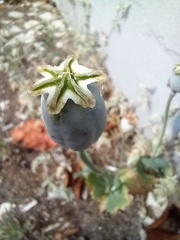 Papaver somniferum