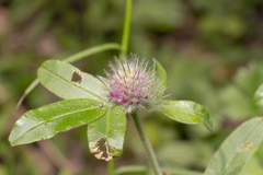 Trifolium alpestre