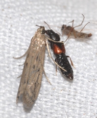 Phycitodes inquinatella