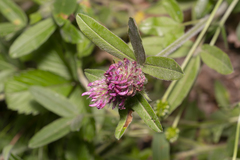 Trifolium alpestre