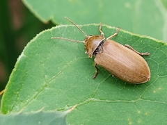 Dascillus