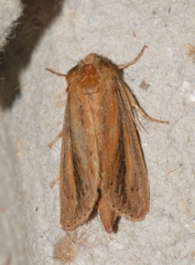 Globia sparganii