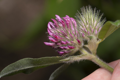 Trifolium alpestre