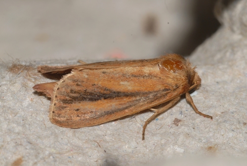 Webb's Wainscot, photo 5 of 9