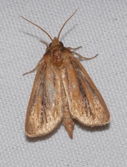 Globia sparganii