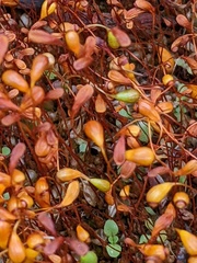 Funaria hygrometrica