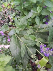 Salvia pratensis