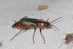 Clanoptilus marginellus