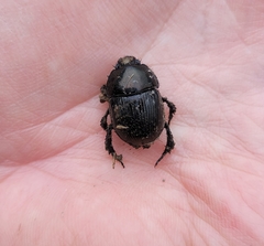 Geotrupes balyi
