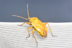 Brachycoleus pilicornis